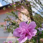 Rose House - Greenline