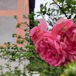 Hiša za goste Rose House - Greenline