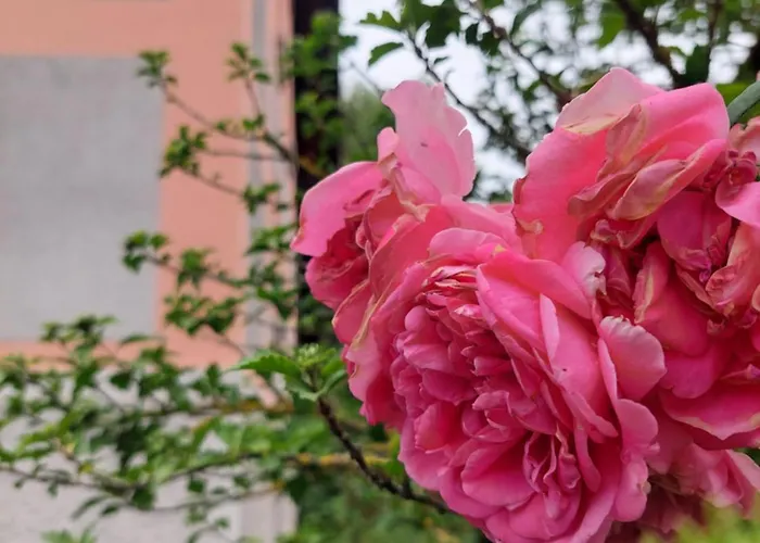 בית הארחה Rose House - Greenline