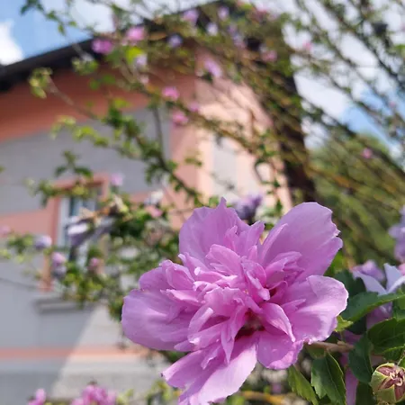 Rose House - Greenline