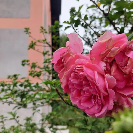 Gasthuis Rose House - Greenline