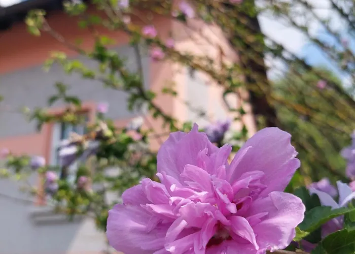 Rose House - Greenline